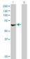 RPS6KB2 / S6K2 Antibody (clone 4B11)